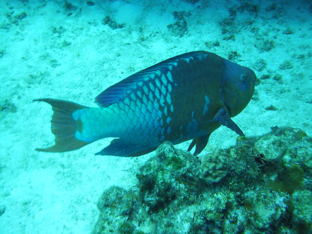 rainbow parrotfish