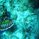 scorpion fish fin very pretty