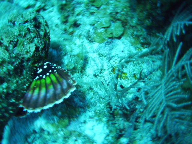 scorpion fish fin very pretty