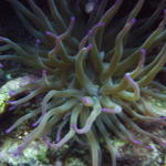 anemone