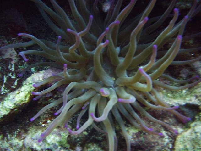 anemone