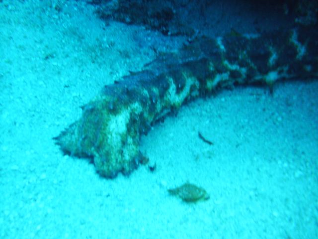 tigertail sea cucumber