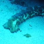 tigertail sea cucumber