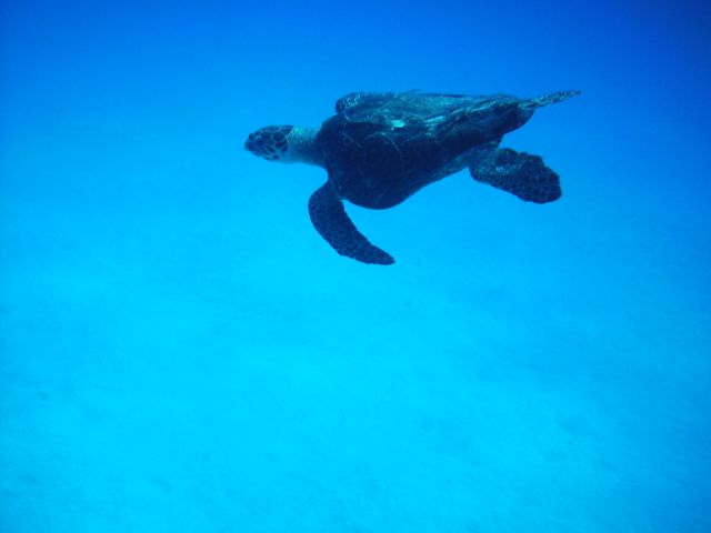 turtle