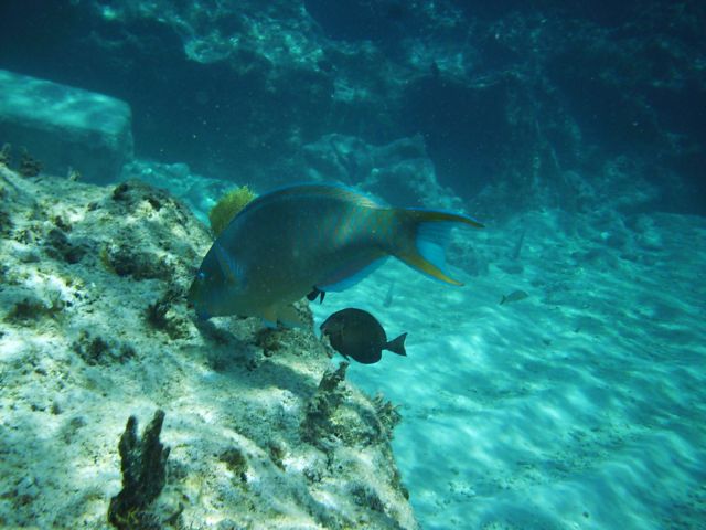 parrot fish