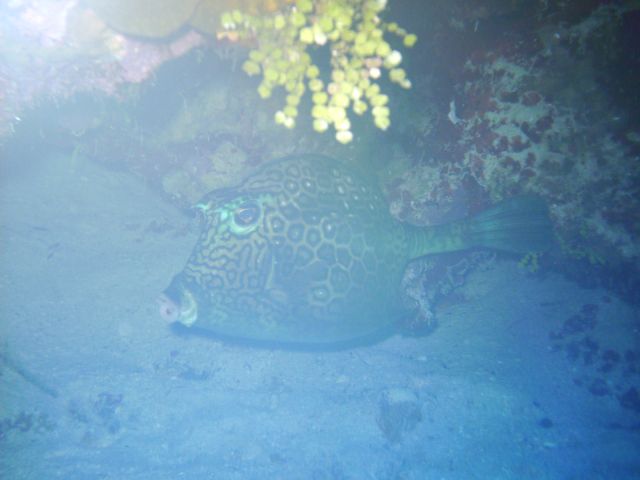 honey comb cowfish