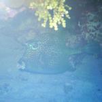 honey comb cowfish