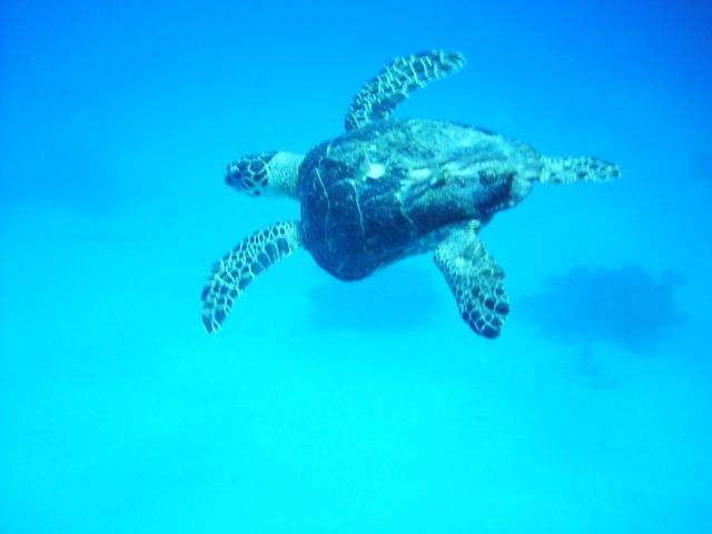 Turtle