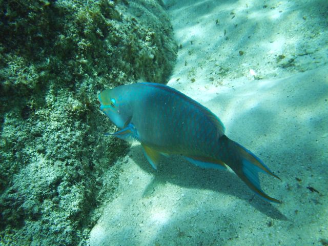 parrotfish