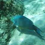 parrotfish