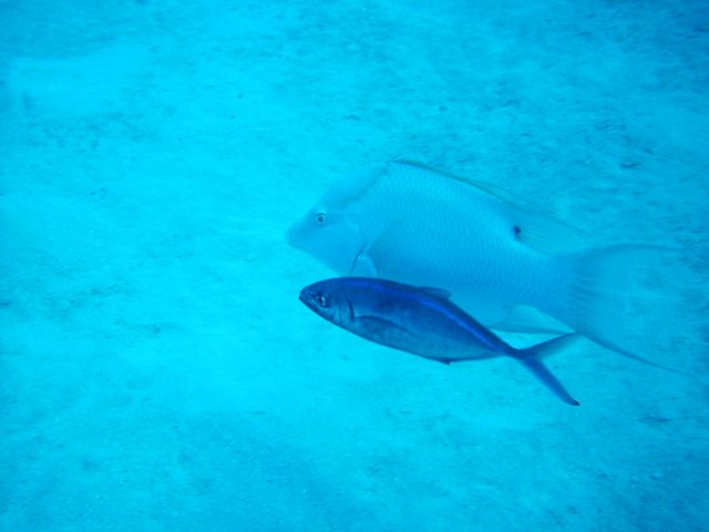 hogfish and bar jack