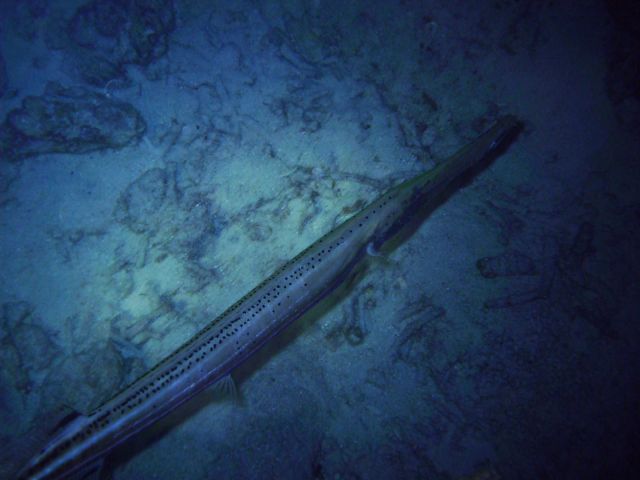 trumpet fish