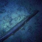 trumpet fish