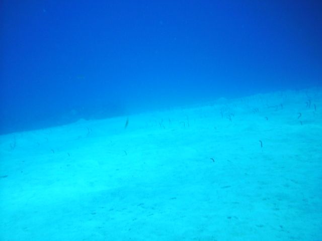 garden eels