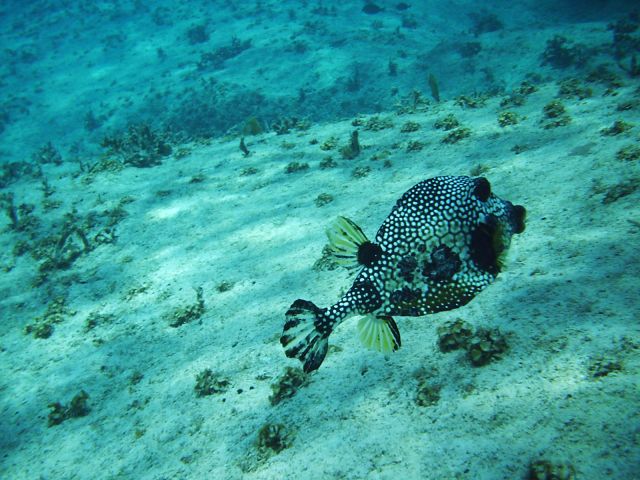 smooth trunkfish