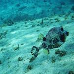 smooth trunkfish