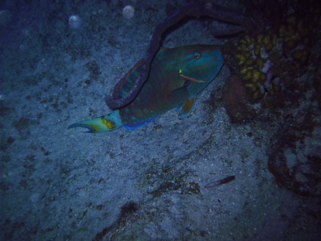 parrotfish sleeping