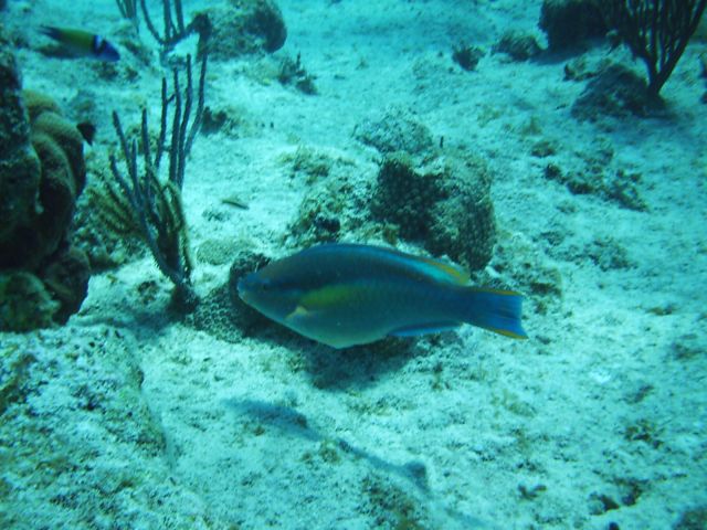 princess parrotfish
