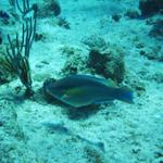 princess parrotfish