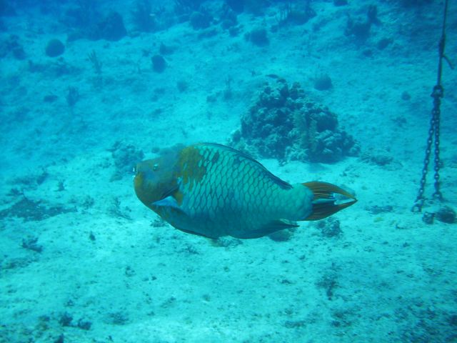 rainbow parrot fish