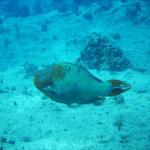 rainbow parrot fish