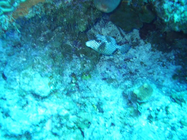 spotted trunkfish