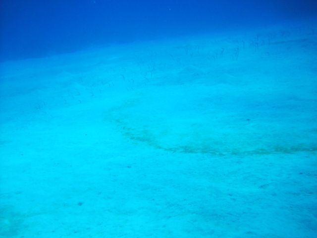 garden eels