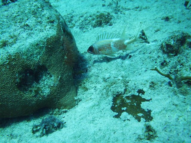 squirrelfish