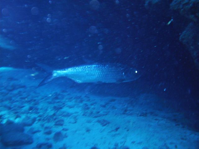 tarpon