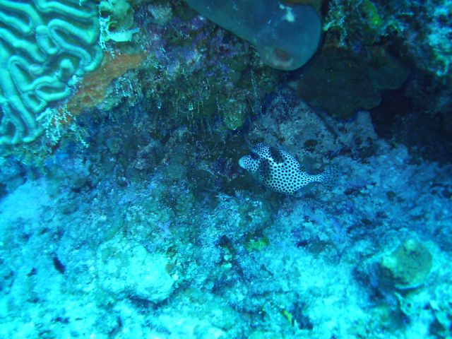 spotted trunkfish