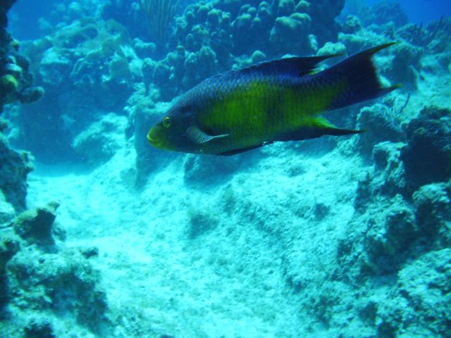 spanish hogfish