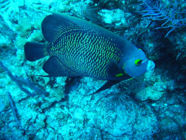 french angelfish