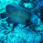 french angelfish