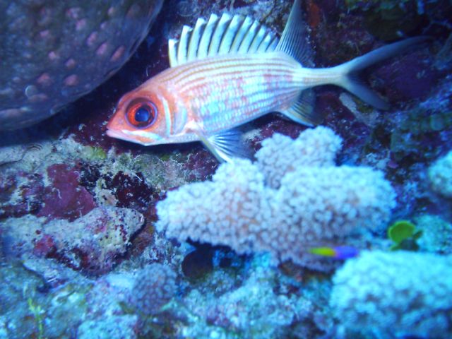 squirrelfish