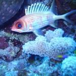 squirrelfish