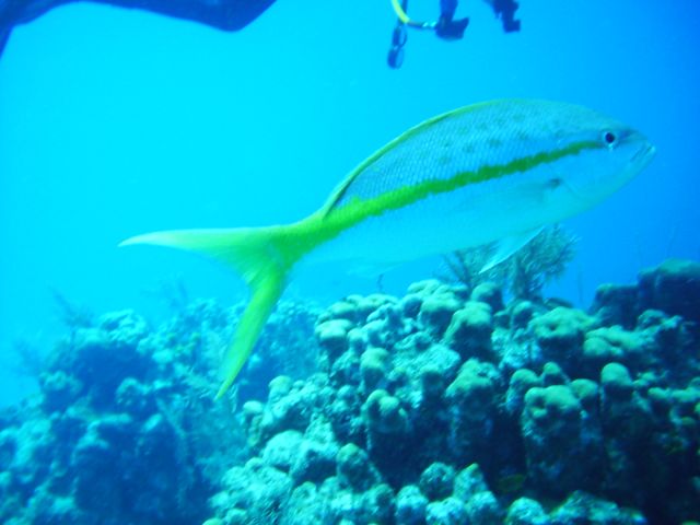 yellowtail snapper