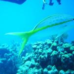 yellowtail snapper