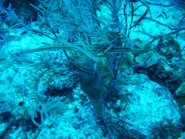 trumpetfish