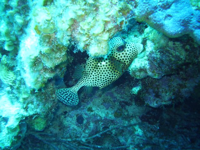 spotted trunk fish