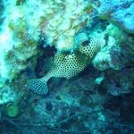 spotted trunk fish