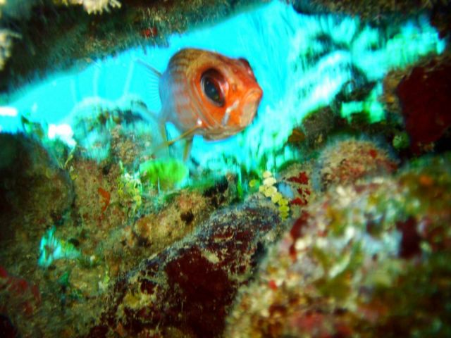 Squirrelfish