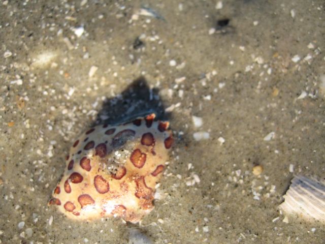 this is a cool crab shell