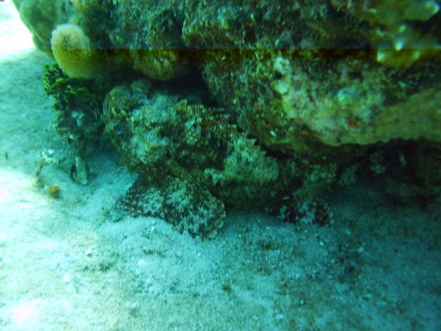 Scorpion Fish Blue Caribe Shore dive