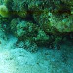 Scorpion Fish Blue Caribe Shore dive