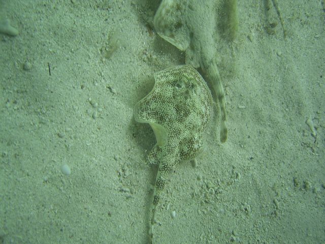 Yellow Stingrays Snorkeling Under Dock on Safety Stop