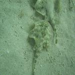 Yellow Stingrays Snorkeling Under Dock on Safety Stop