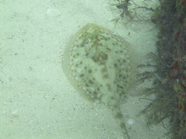 Yellow stingray underdock