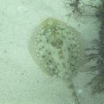 Yellow stingray underdock