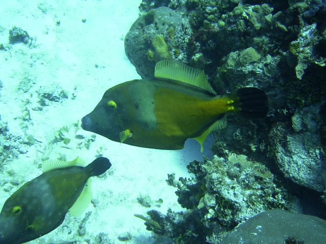 Whitespotted filefish Ramons Spot