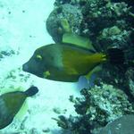 Whitespotted filefish Ramons Spot